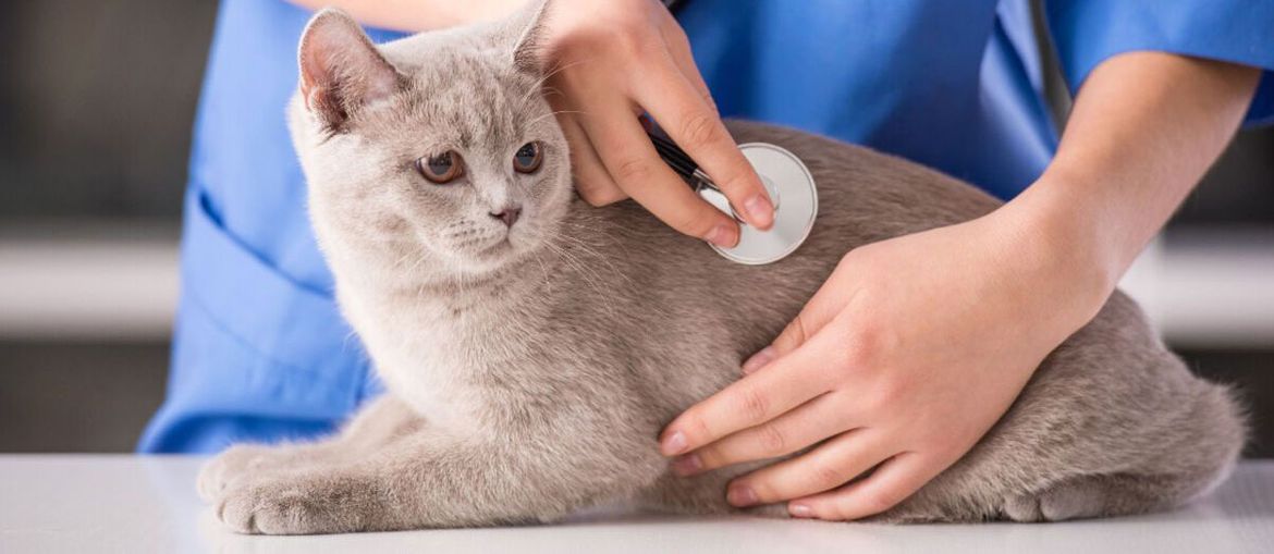Olla de crack ancla Acostado Medicina general para mascotas en Beasain con Clínica Veterinaria Beasain