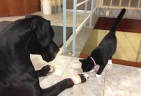 Clínica Veterinaria Beasain perro y gato de color negro